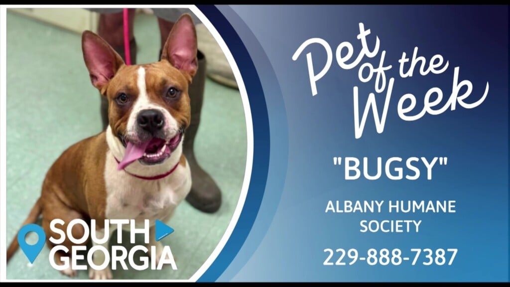 Potw Bugsy