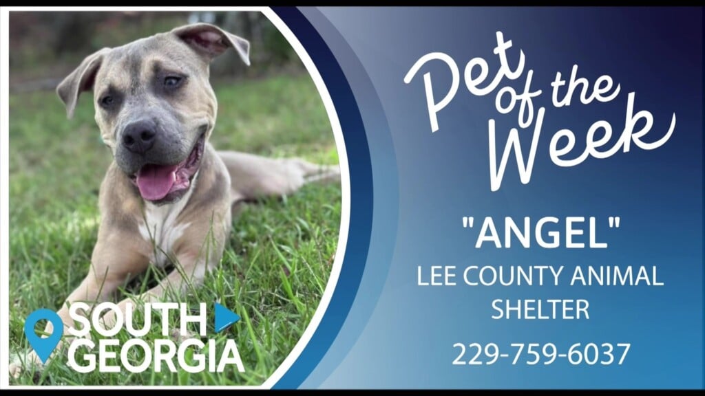 Potw Angel