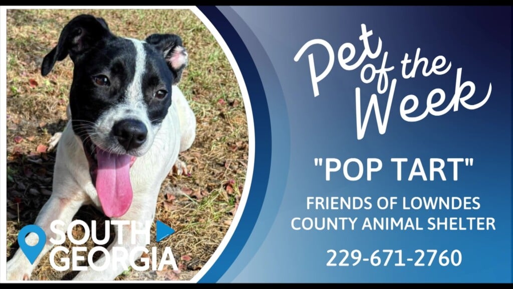 Potw Pop Tart