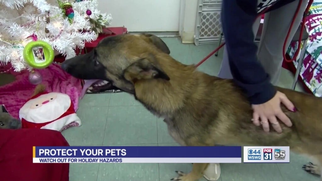 Seasonal Pet Safety Reminders For The Holidays