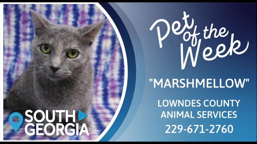 Pet Of The Week Marshmellow