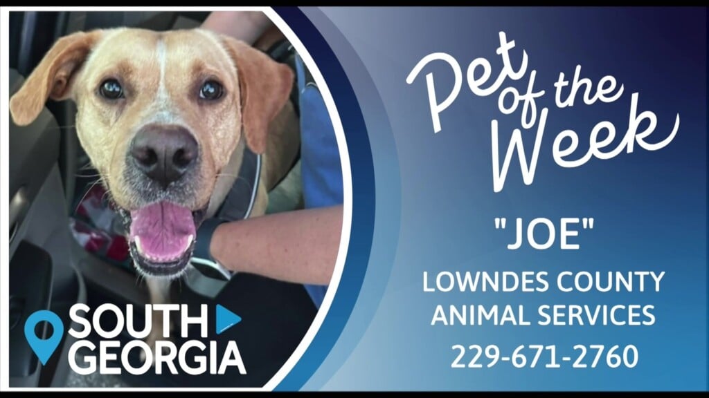Pet Of The Week Joe