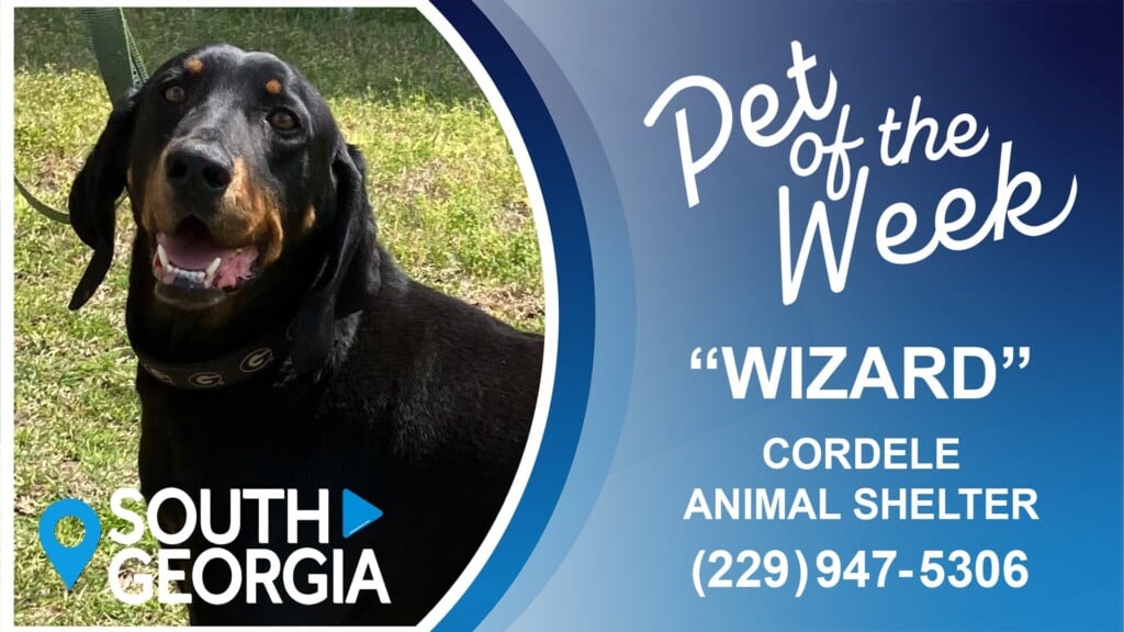 Pet Of The Week "wizard"