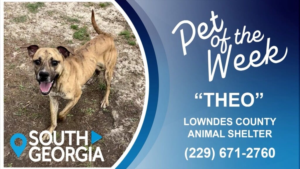 Pet Of The Week Theo