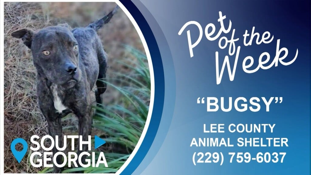 Potw Bugsy