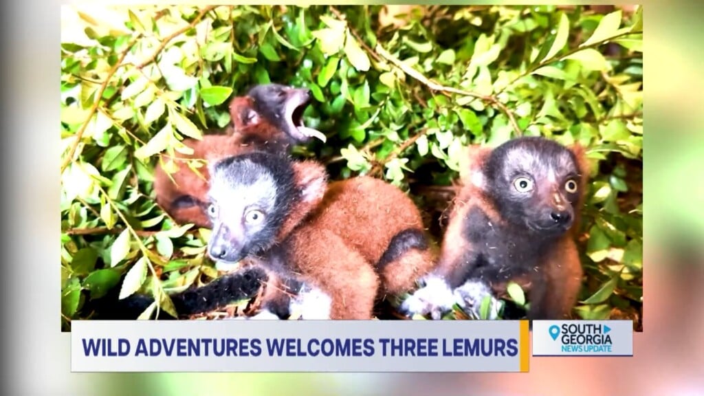 Valdosta Red Ruffed Lemur Babies