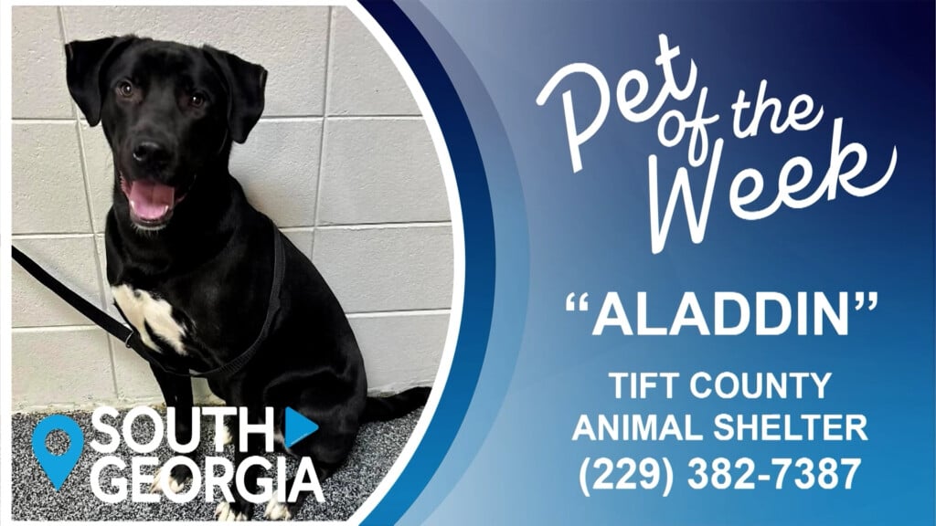 Potw Aladdin