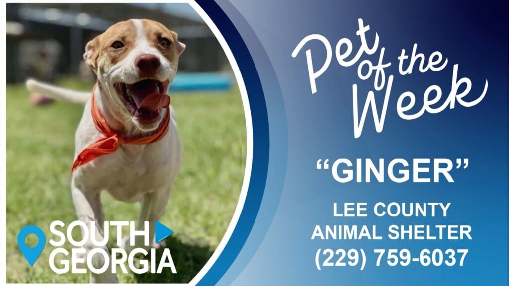 South Ga Potw Ginger