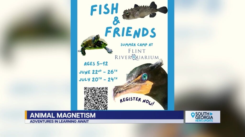 Allbany Fish And Friends Summer Camp