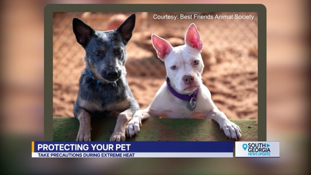 South Ga Protecting Your Pet From Extreme Heat