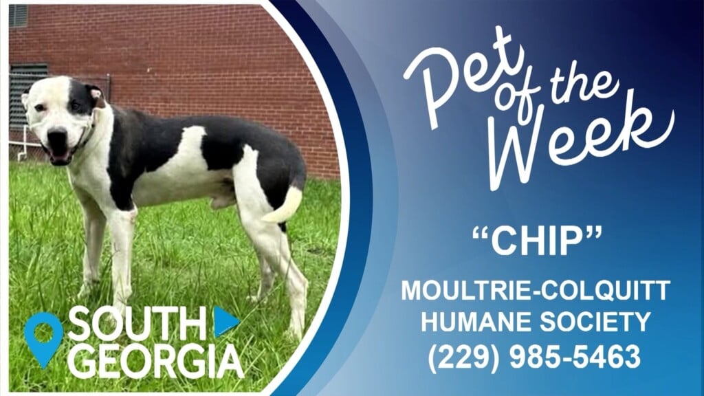 South Georgia Pet Of The Week: Chip