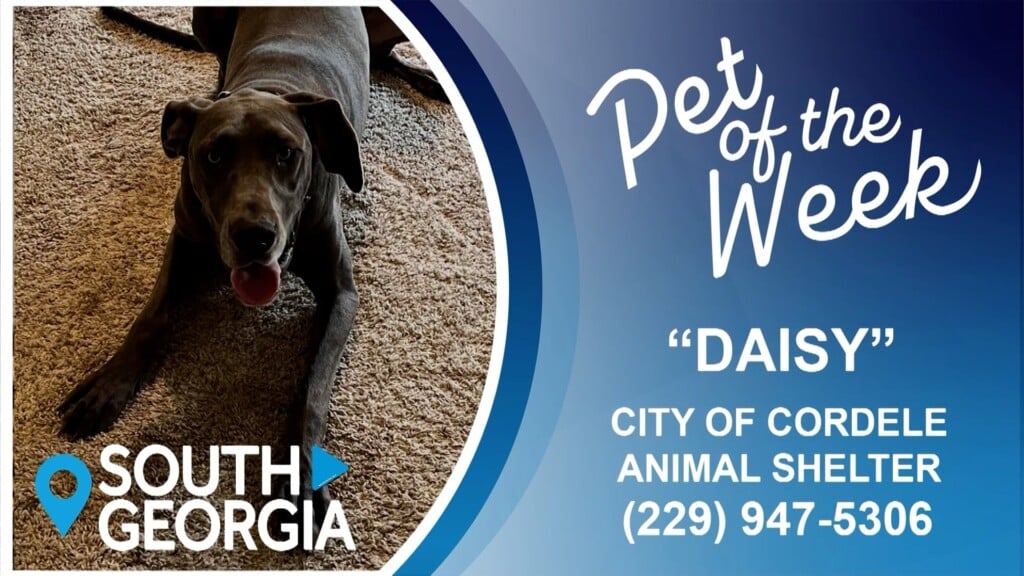 South Ga Pet Of The Week Daisy