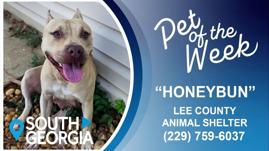 Sgpotw Honeybun