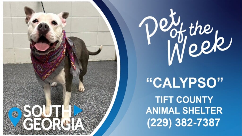 Pet Of The Week Calypso