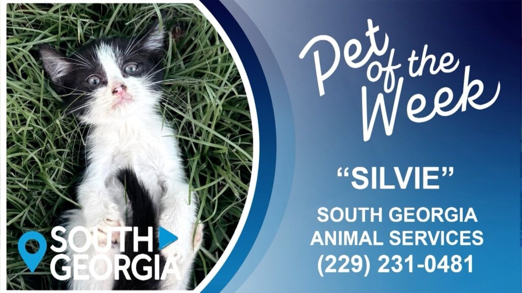 South Georgia Pet Of The Week: Silvie