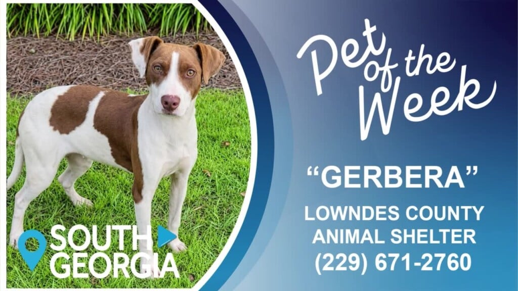 South Georgia Pet Of The Week Gerbera