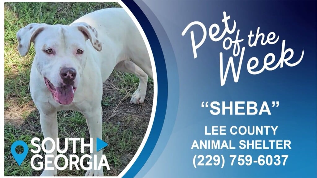 South Georgia Pet Of The Week Sheba
