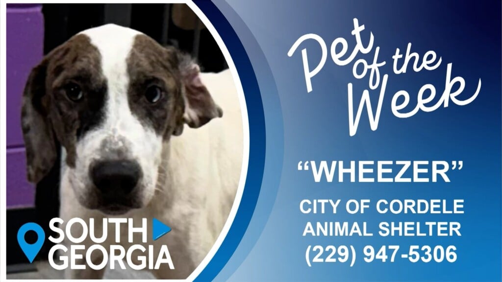South Georgia Pet Of The Week Wheezer