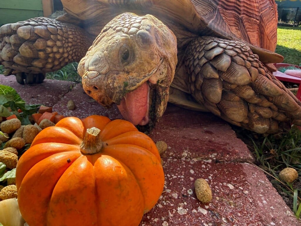 Valdosta National Pumpkin Day