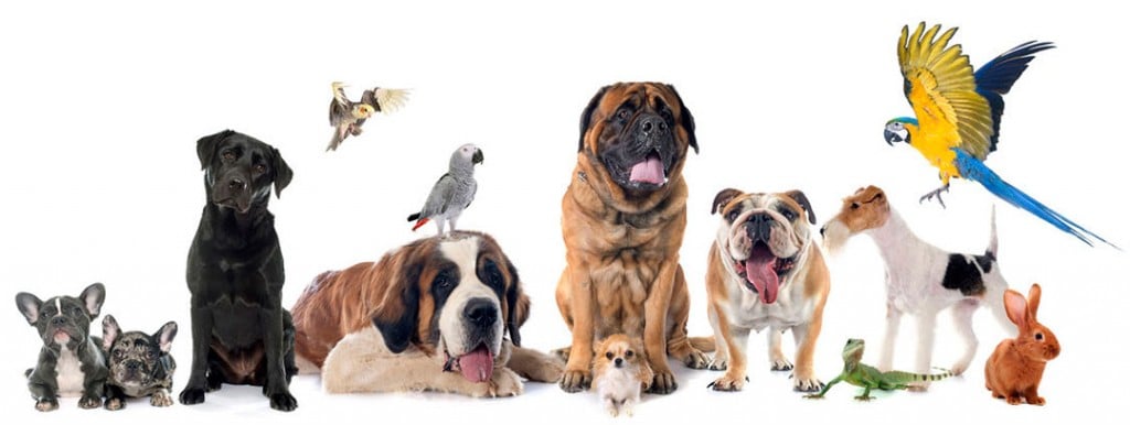 Animals Pets Dogs Cats Birds 95840980 S