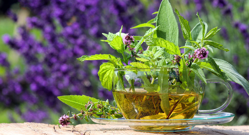 Teacup With Fresh Healing Herbs