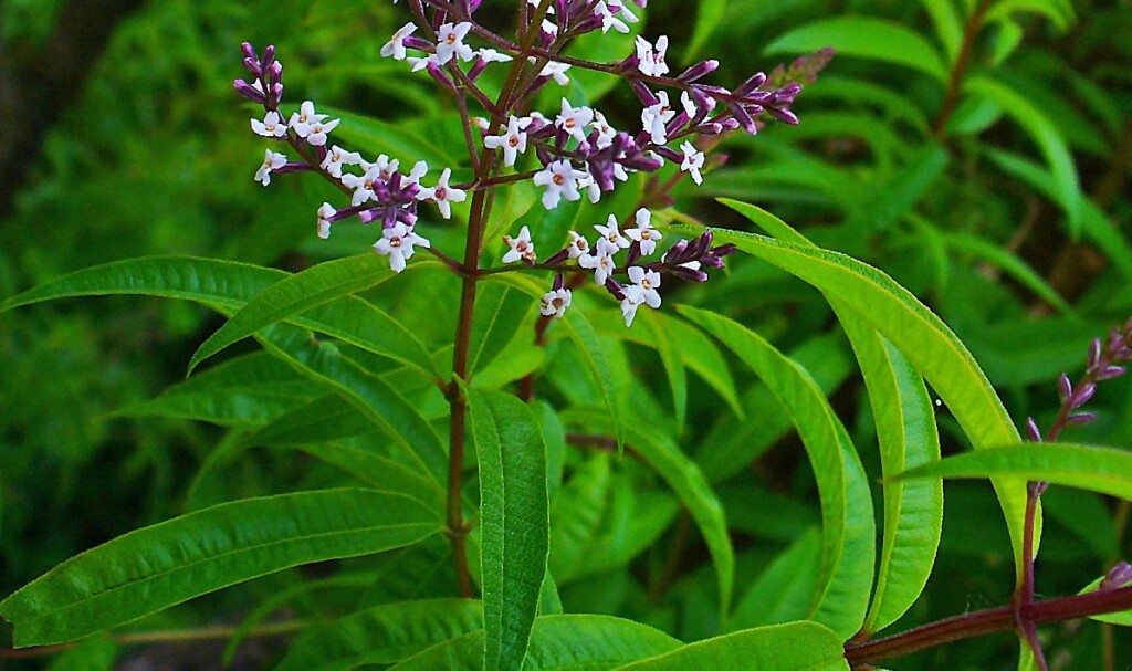 Aloysia Citriodora 002