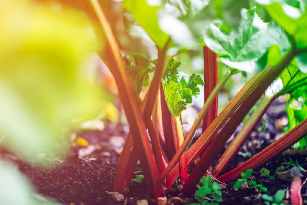 Fresh Rhubarb Is Growing In The Garden During Spring Time