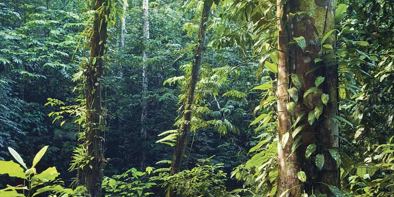 Forest Web 800x400