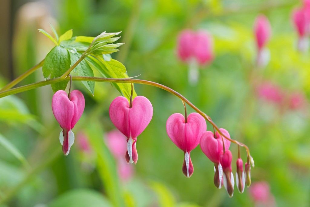 Heart Shaped Bleeding Heart Flower In Pink And White Color Durin