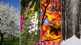 Seasonal