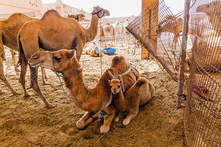 Camels 115481511 S