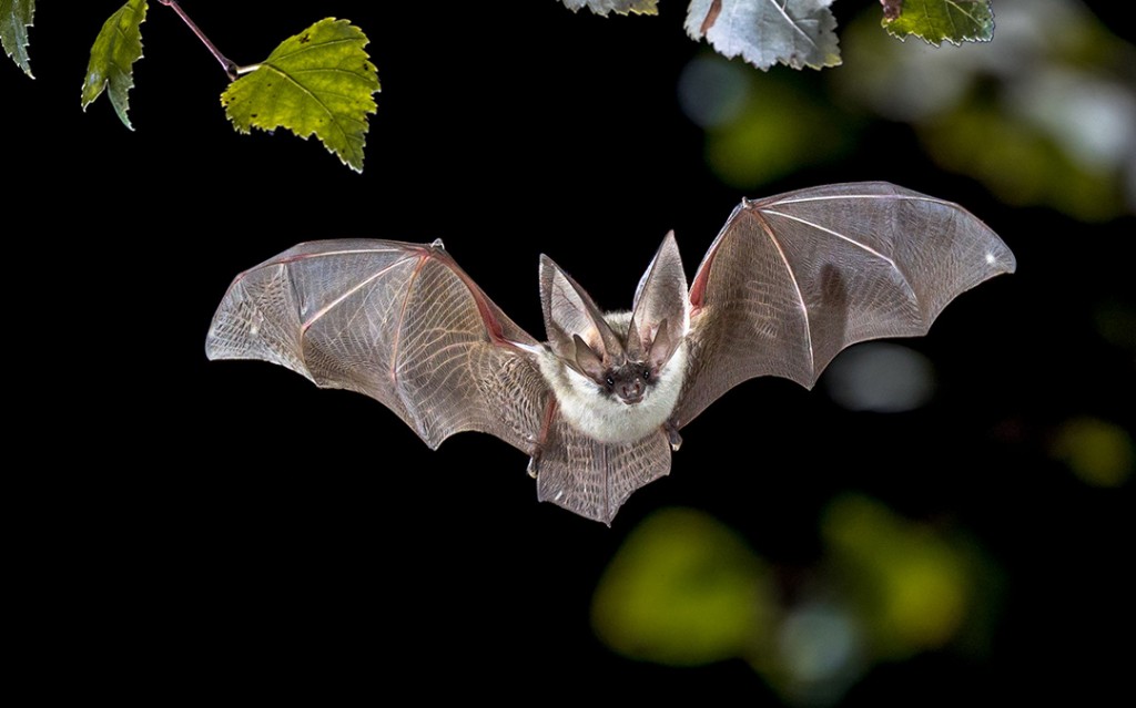 Bat 115935871 M