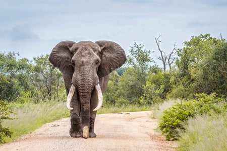 Elephant 100262263 S