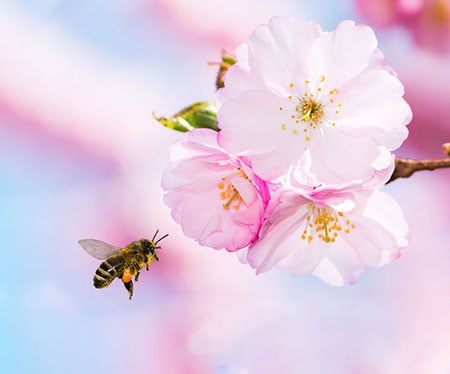 Bee Pink Flower 116246995 S