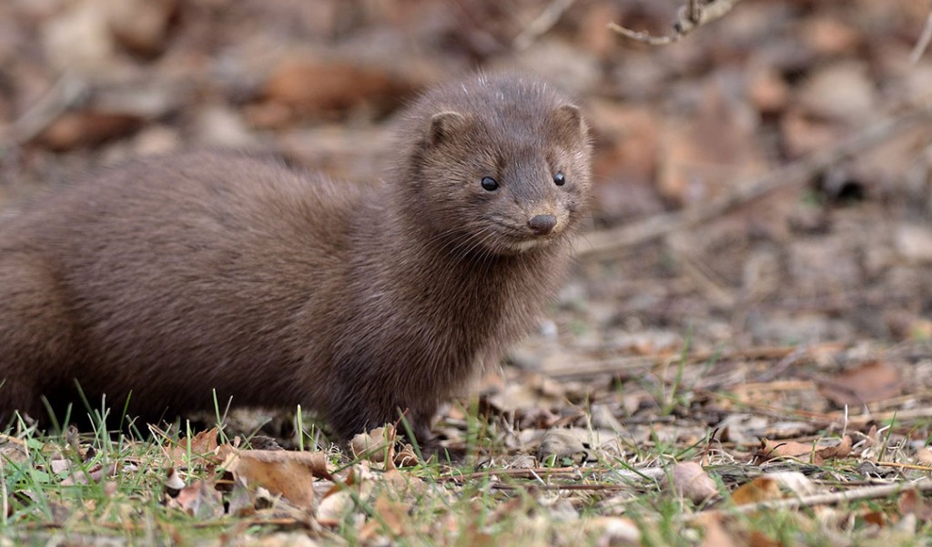Mink Dave Inman Flickr Cc