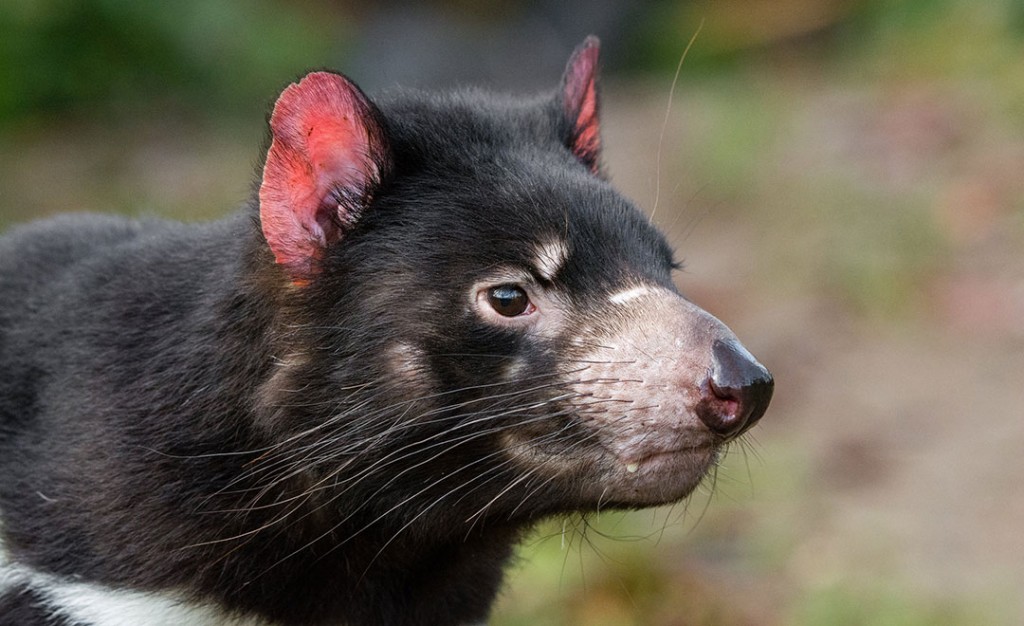 Mathias Appel Tasmanian Devil