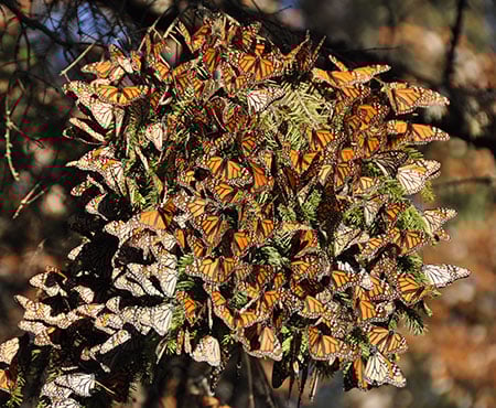 Monarch Butterflies D. Andre Green Ii Cc By Nd