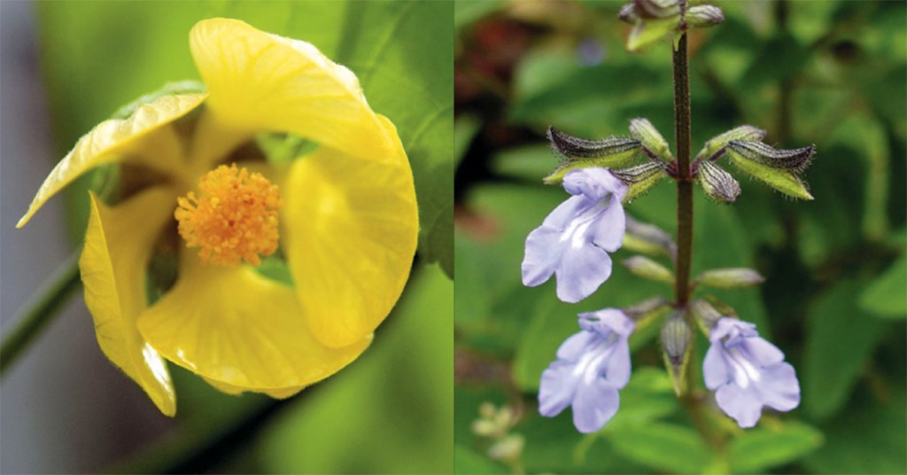 Pitcairn Islands Yellow Fatu And Cayman Sage Rbg Kew