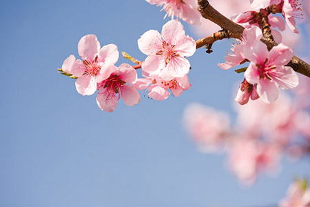 Cherry Blossom 13119450 S