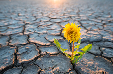 Dandelion 124135967 S