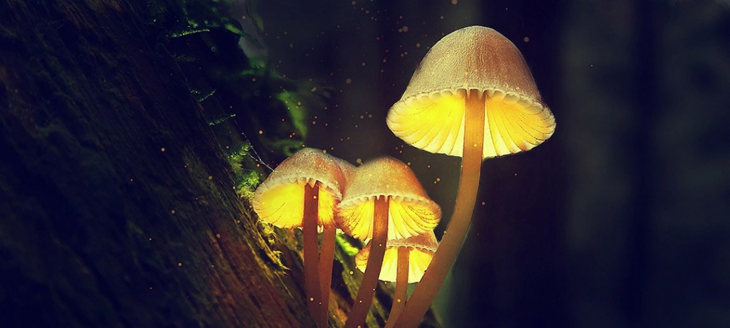 Mushrooms 5672656 1920