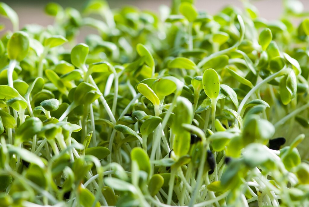 Sunflower Sprout 5152812 1280