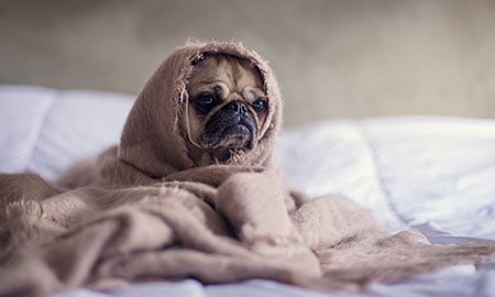 Pug In A Blanket
