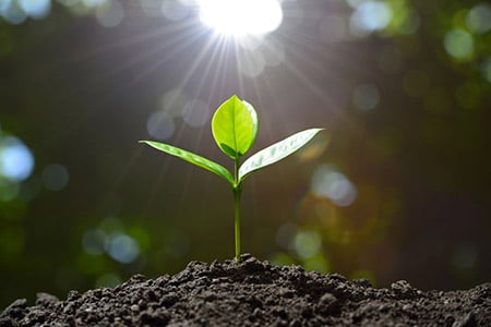 Seedling 61242607 S