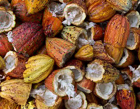 Cacao Pods Rodrigo Flores Opno2uwx0ie Unsplash