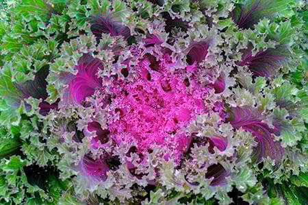 Pink and green bunch of Kale Vitamink