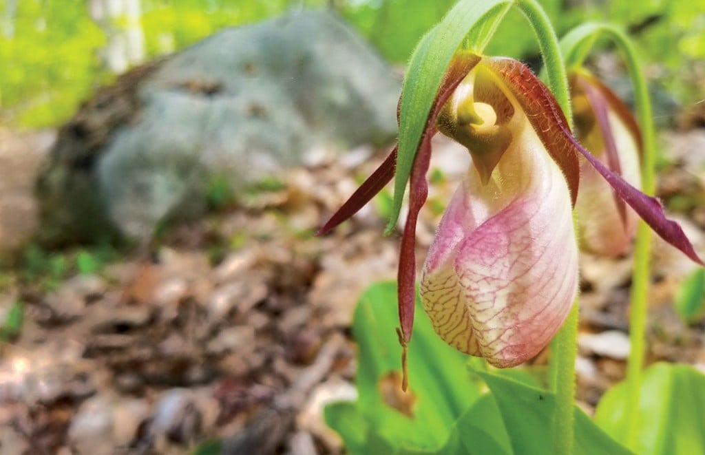 Lady Slipper 1a