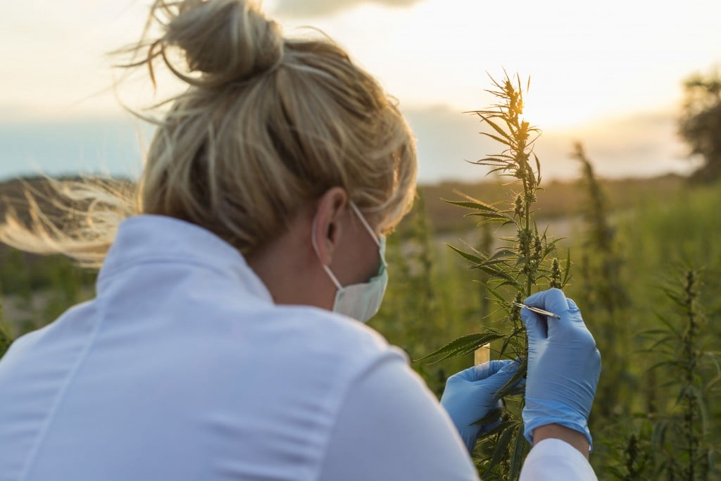 Scientist With Tweezers Taking Samples And Observing Cbd Hemp Plants On Marijuana Field