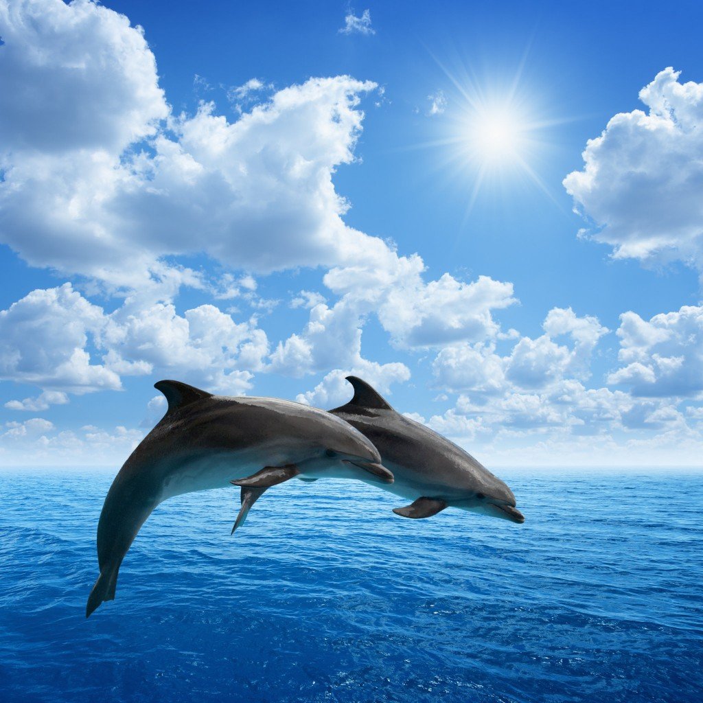 Dolphins Jumping, Blue Sea And Sky, White Clouds, Bright Sun