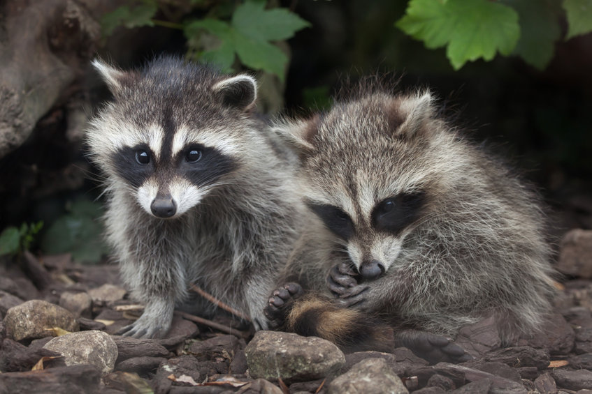 Raccoon (procyon Lotor)